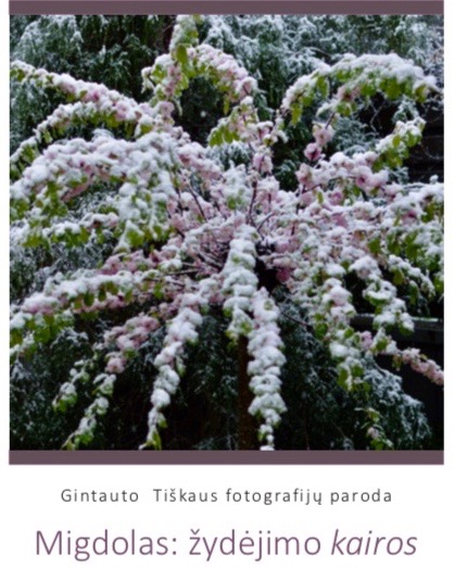 Gintauto Tiškaus fotografijų paroda „Migdolas: žydėjimo Kairos“
